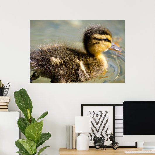 Young Baby Duck Poster (Thuiskantoor)