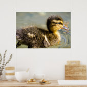 Young Baby Duck Poster (Keuken)