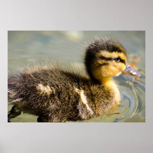 Young Baby Duck Poster (Voorkant)