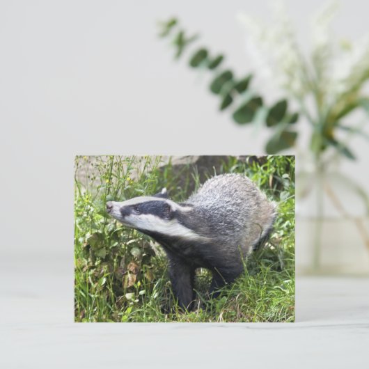 Young Badger Briefkaart (Staand voorkant)