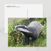 Young Badger Briefkaart (Voorkant / Achterkant)