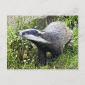 Young Badger Briefkaart (Voorkant)