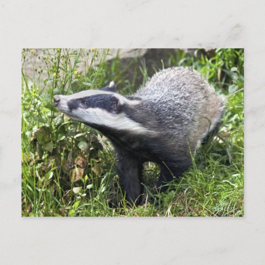 Young Badger Briefkaart (Voorkant)