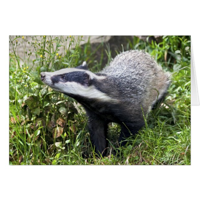 Young Badger Card (Voorkant Horizontaal)