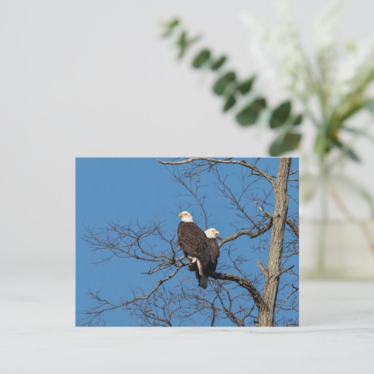 Young Bald Eagle Couple Briefkaart (Staand voorkant)