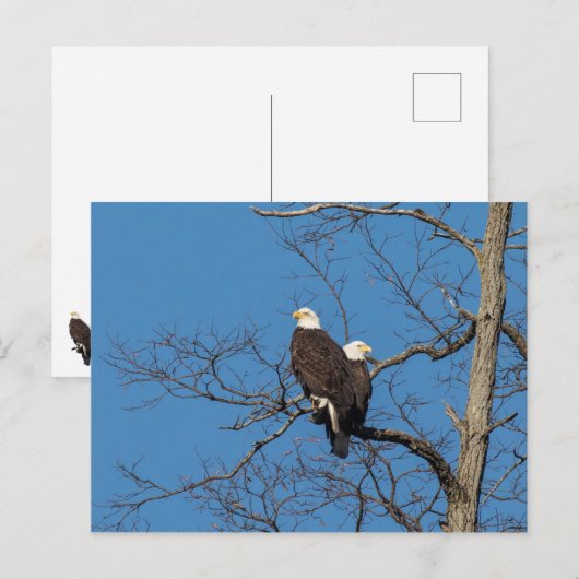 Young Bald Eagle Couple Briefkaart (Voorkant / Achterkant)