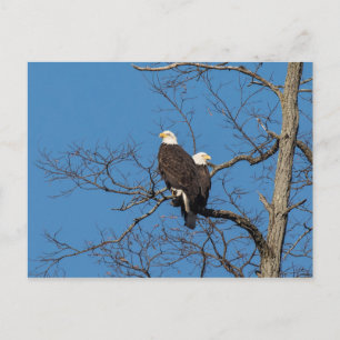Young Bald Eagle Couple Briefkaart