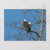 Young Bald Eagle Couple Briefkaart (Voorkant)