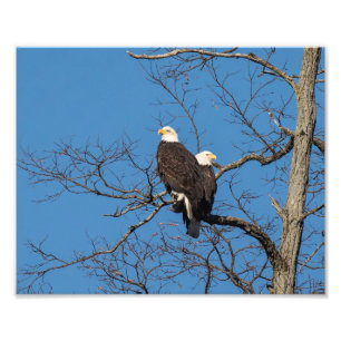 Young Bald Eagle Couple Foto Afdruk