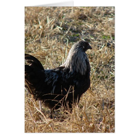 Young Bantam (Voorkant)