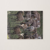 Young Bighorn Sheep Legpuzzel (Horizontaal)