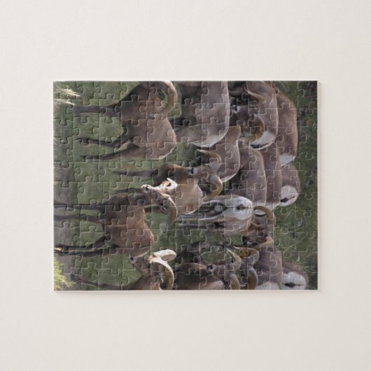 Young Bighorn Sheep Legpuzzel (Horizontaal)