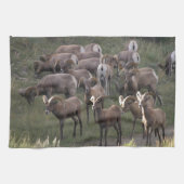 Young Bighorn Sheep Theedoek (Horizontaal)