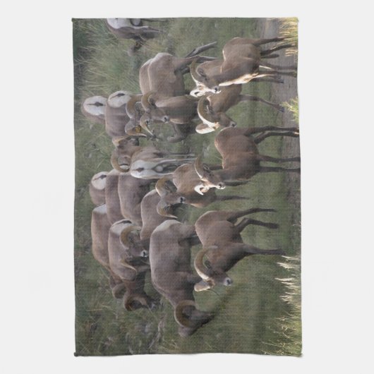 Young Bighorn Sheep Theedoek (Verticaal)