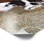 Young Black and White Koe Laing Down Foto Afdruk (Hoek)