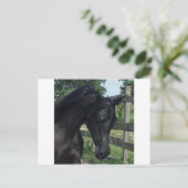 Young Black Arabian Stallion Briefkaart (Staand voorkant)
