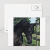 Young Black Arabian Stallion Briefkaart (Voorkant / Achterkant)