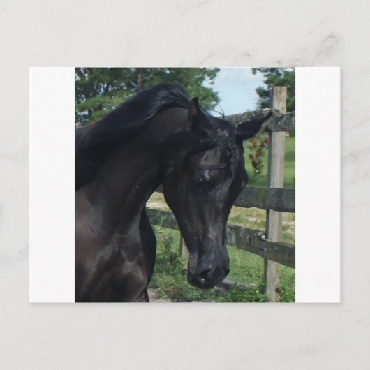 Young Black Arabian Stallion Briefkaart (Voorkant)