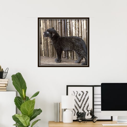 Young Black Leopard Poster (Thuiskantoor)