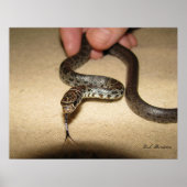 Young Black Racer Poster (Voorkant)