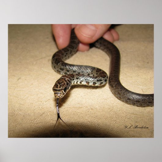 Young Black Racer Poster (Voorkant)