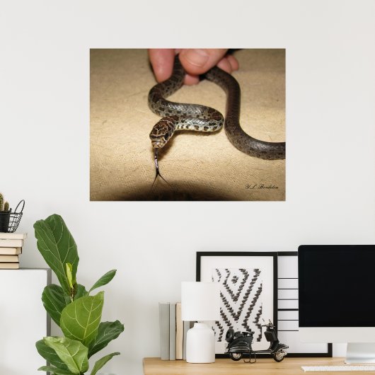 Young Black Racer Poster (Thuiskantoor)