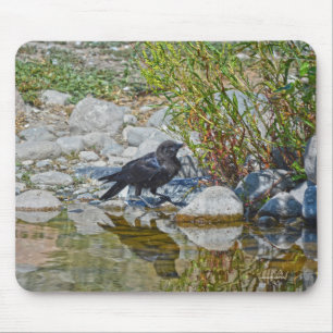 Young Black Raven Reflecteerde in Pool Muismat