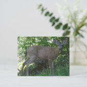 Young Black-Tailed Buck Briefkaart 02 (Staand voorkant)