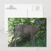 Young Black-Tailed Buck Briefkaart 02 (Voorkant / Achterkant)