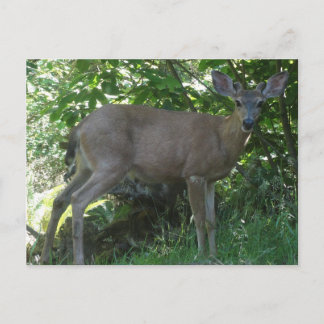Young Black-Tailed Buck Briefkaart 02