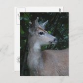 Young Black-Tailed Buck Postcard Briefkaart (Voorkant / Achterkant)