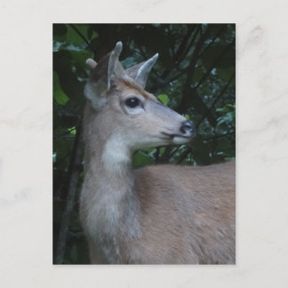Young Black-Tailed Buck Postcard Briefkaart