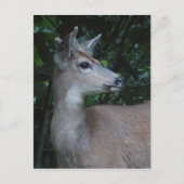 Young Black-Tailed Buck Postcard Briefkaart (Voorkant)