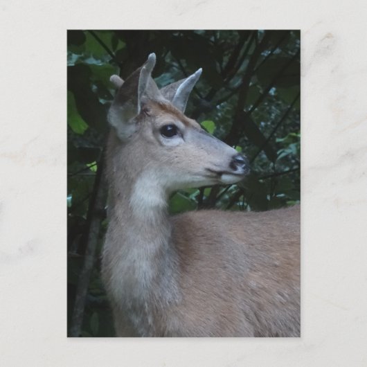 Young Black-Tailed Buck Postcard Briefkaart (Voorkant)