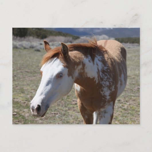 Young Blue Eyes Briefkaart (Voorkant)