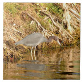 Young Blue Night Heron Bird Tegel Tegeltje (Voorkant)