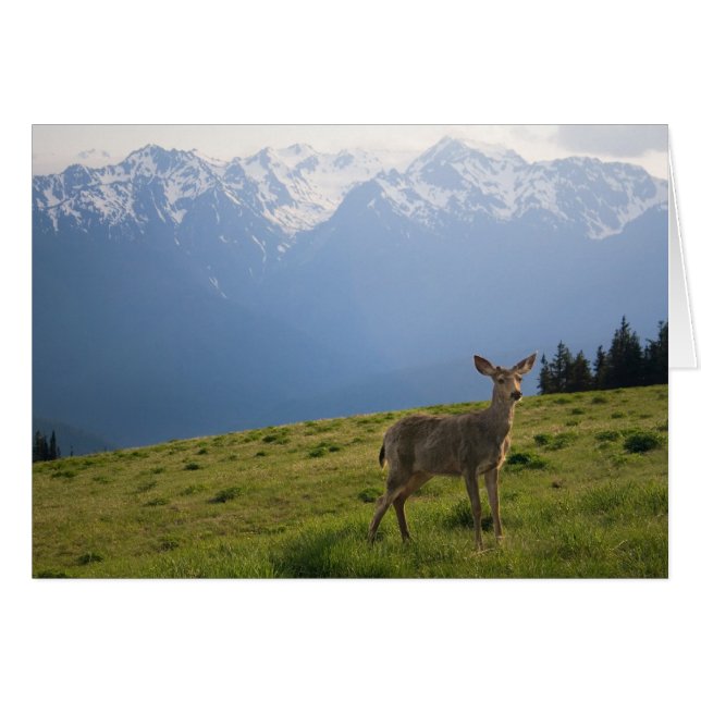 Young Buck en Mt. Olympus Peaks (Voorkant Horizontaal)