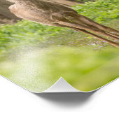 Young Buck Foto Afdruk (Hoek)