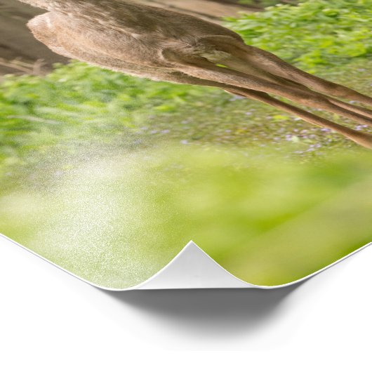 Young Buck Foto Afdruk (Hoek)