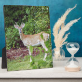 Young Buck in Velvet Fotoplaat (Zijkant)