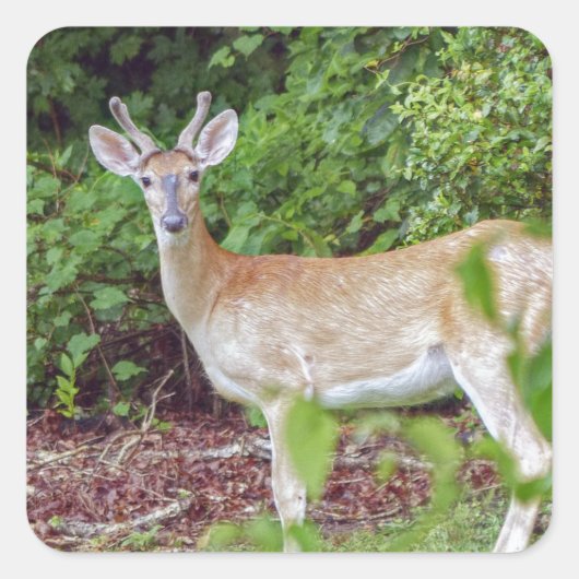 Young Buck in Velvet Vierkante Sticker (Voorkant)