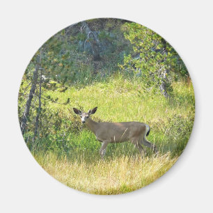 Young Buck in Yosemite, CA Magneet