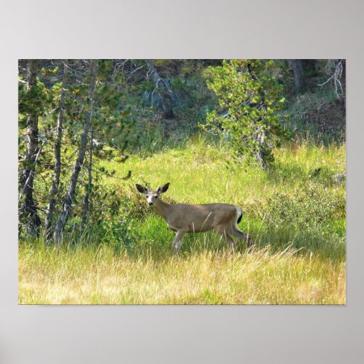 Young Buck in Yosemite, CA Poster (Voorkant)