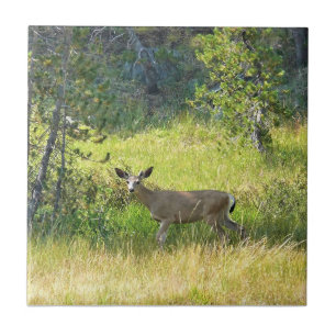 Young Buck in Yosemite, Californië Tegeltje