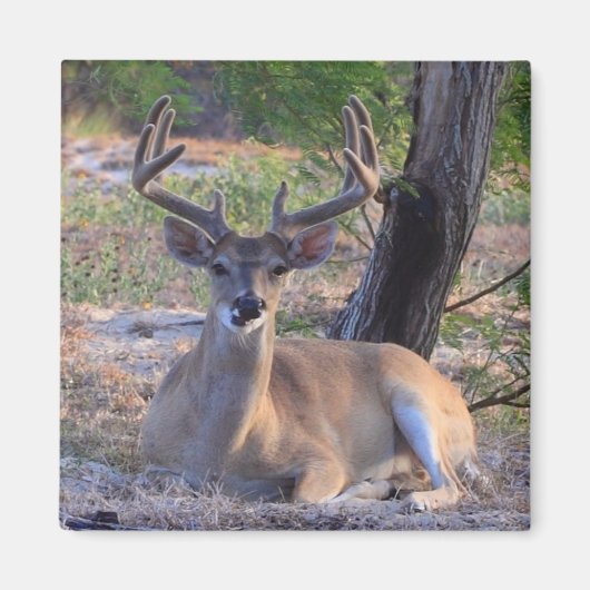 Young Buck Magnet (Voorkant)