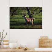 Young Buck Poster (Keuken)