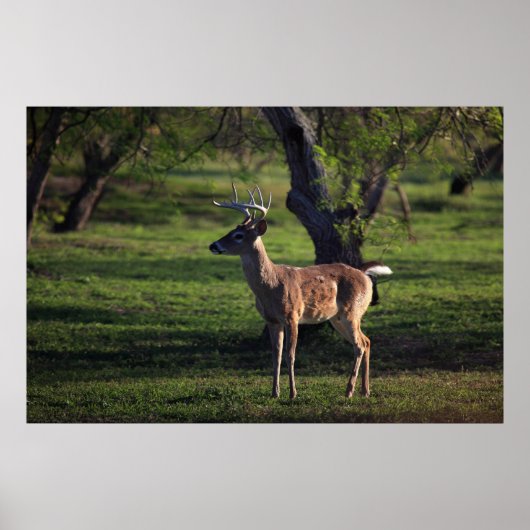 Young Buck Poster (Voorkant)