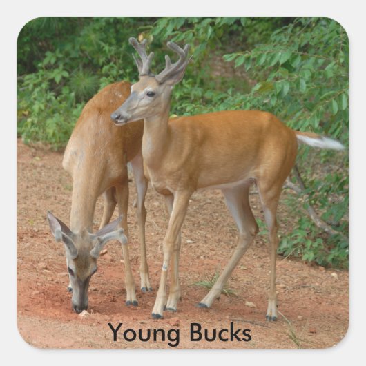 Young Buck Whitetail Deer Vierkante Sticker (Voorkant)