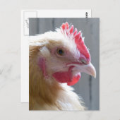 Young Buff Orpington Heritage Chicken Roo Briefkaart (Voorkant / Achterkant)