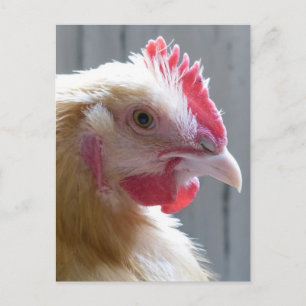 Young Buff Orpington Heritage Chicken Roo Briefkaart